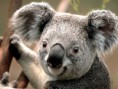 /album/foto%c4%9fraflar%3a-anasayfa/koala-jpg/
